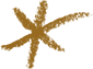 asterisk